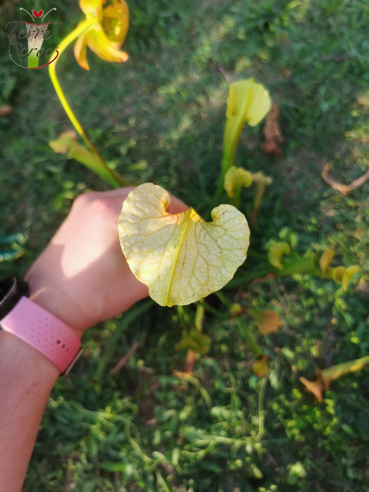 SX21 Sarracenia x (S. flava var. ornata „Golden“ x S. x „Camisole“)
