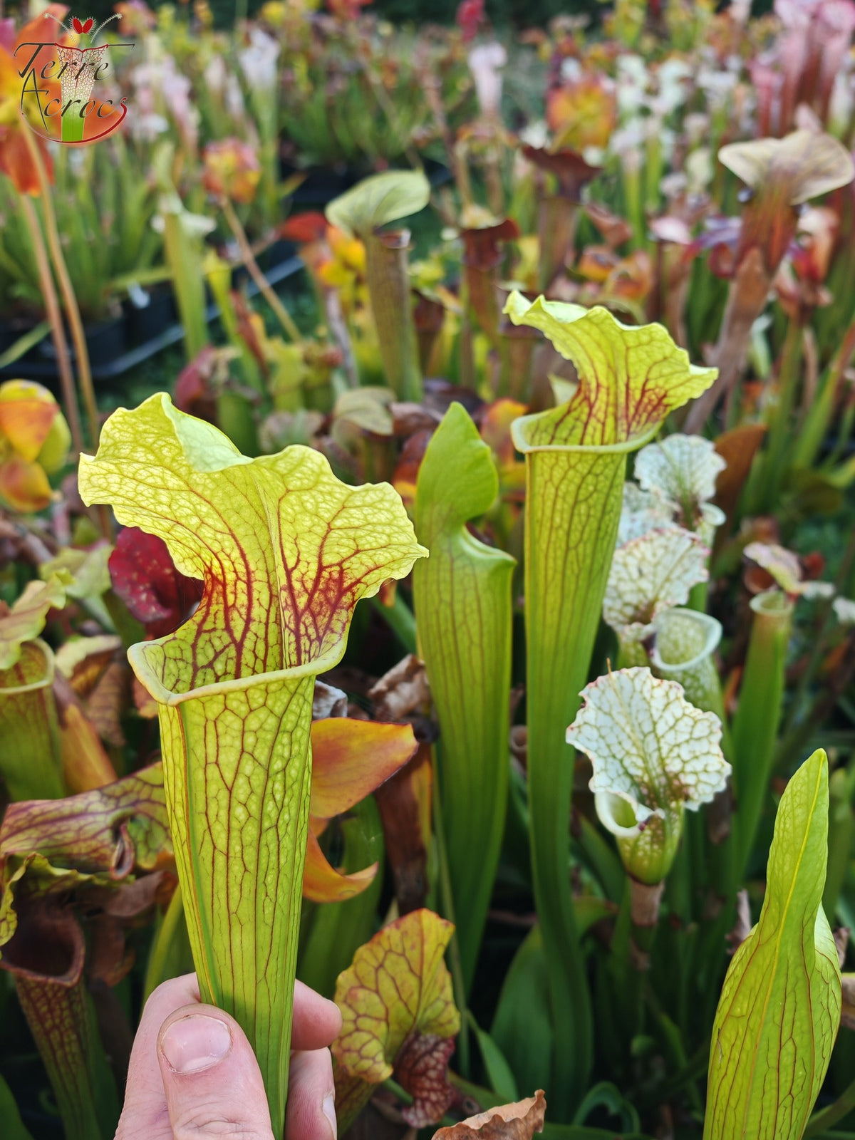 SX21 Sarracenia x (S. flava var. ornata „Golden“ x S. x „Camisole“)