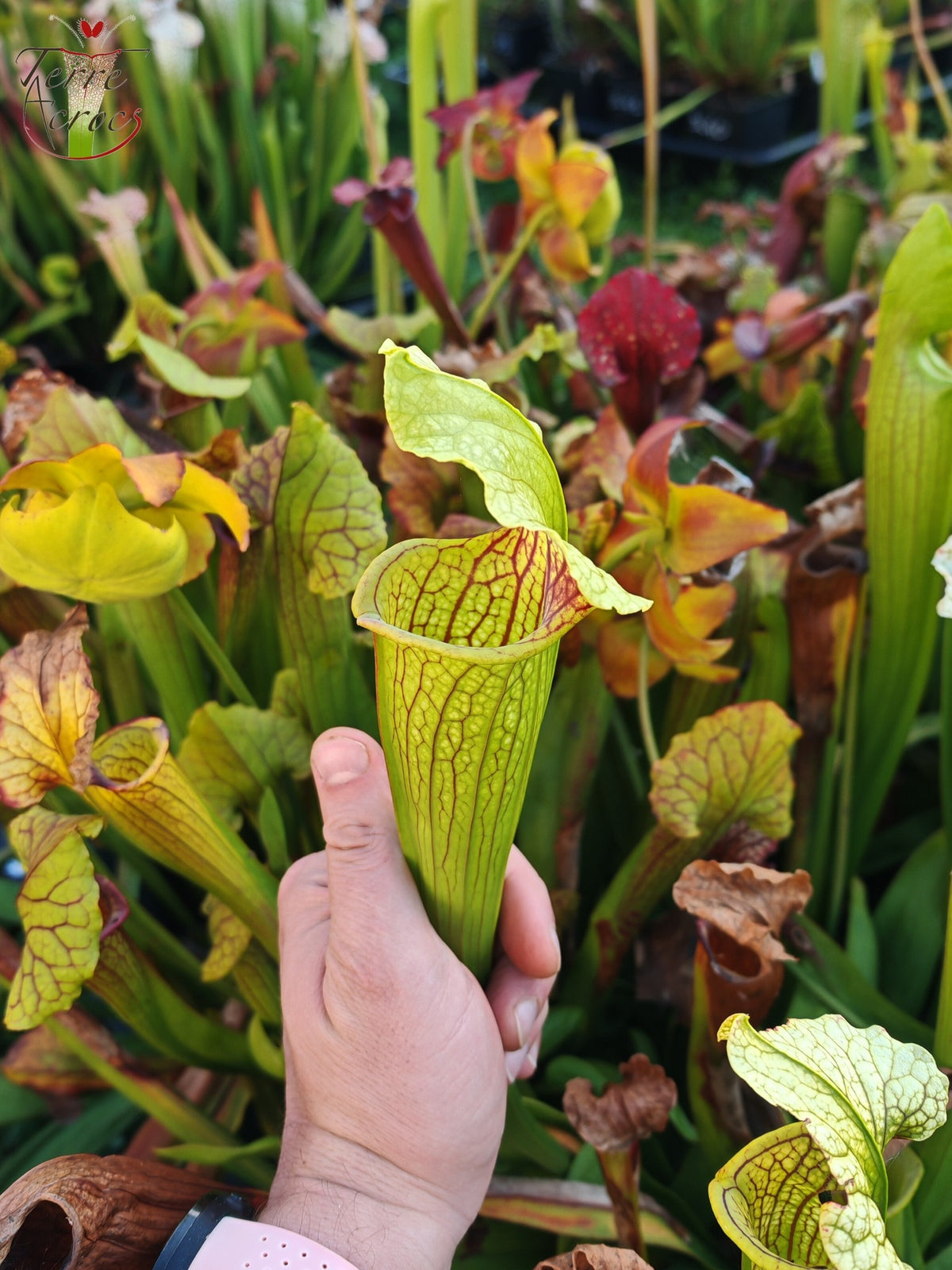 SX21 Sarracenia x (S. flava var. ornata „Golden“ x S. x „Camisole“)