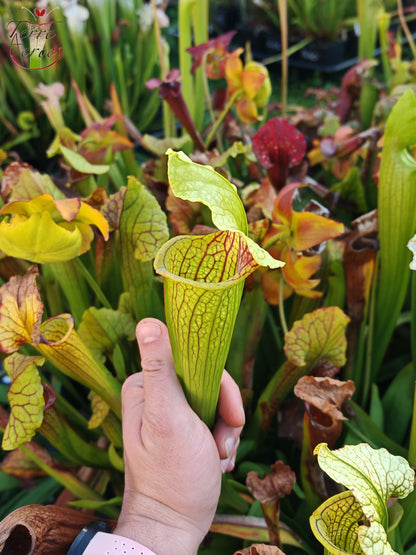 SX21 Sarracenia x (S. flava var. ornata „Golden“ x S. x „Camisole“)