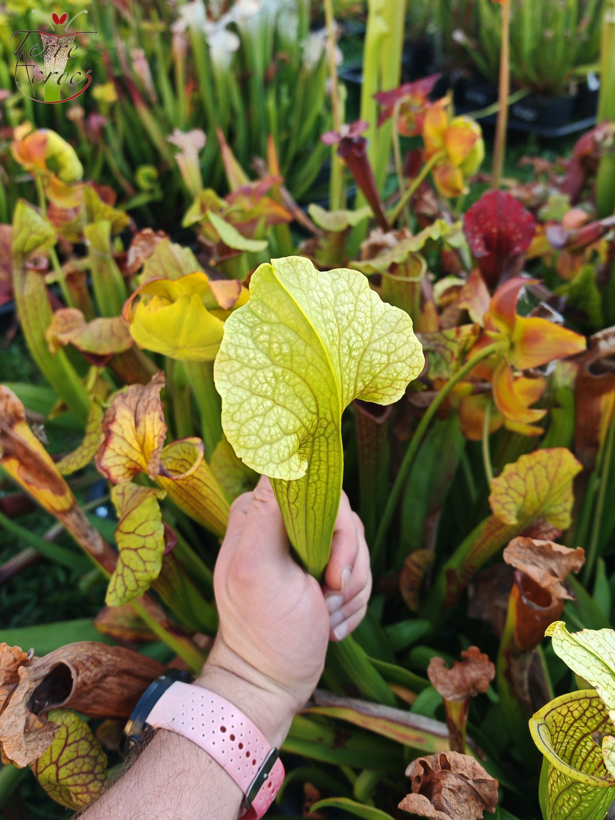 SX21 Sarracenia x (S. flava var. ornata „Golden“ x S. x „Camisole“)