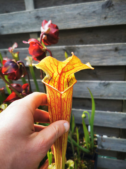 SX22a Sarracenia x "Doom"