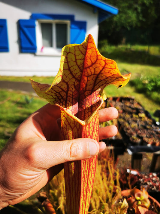 SX22a Sarracenia x "Doom"
