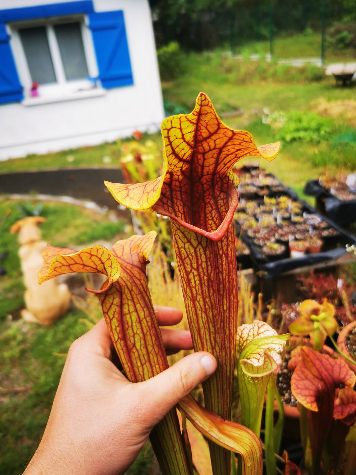 SX22a Sarracenia x "Doom"