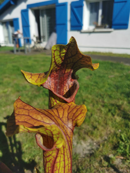SX22a Sarracenia x "Doom"