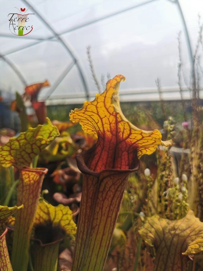 SX22a Sarracenia x "Doom"