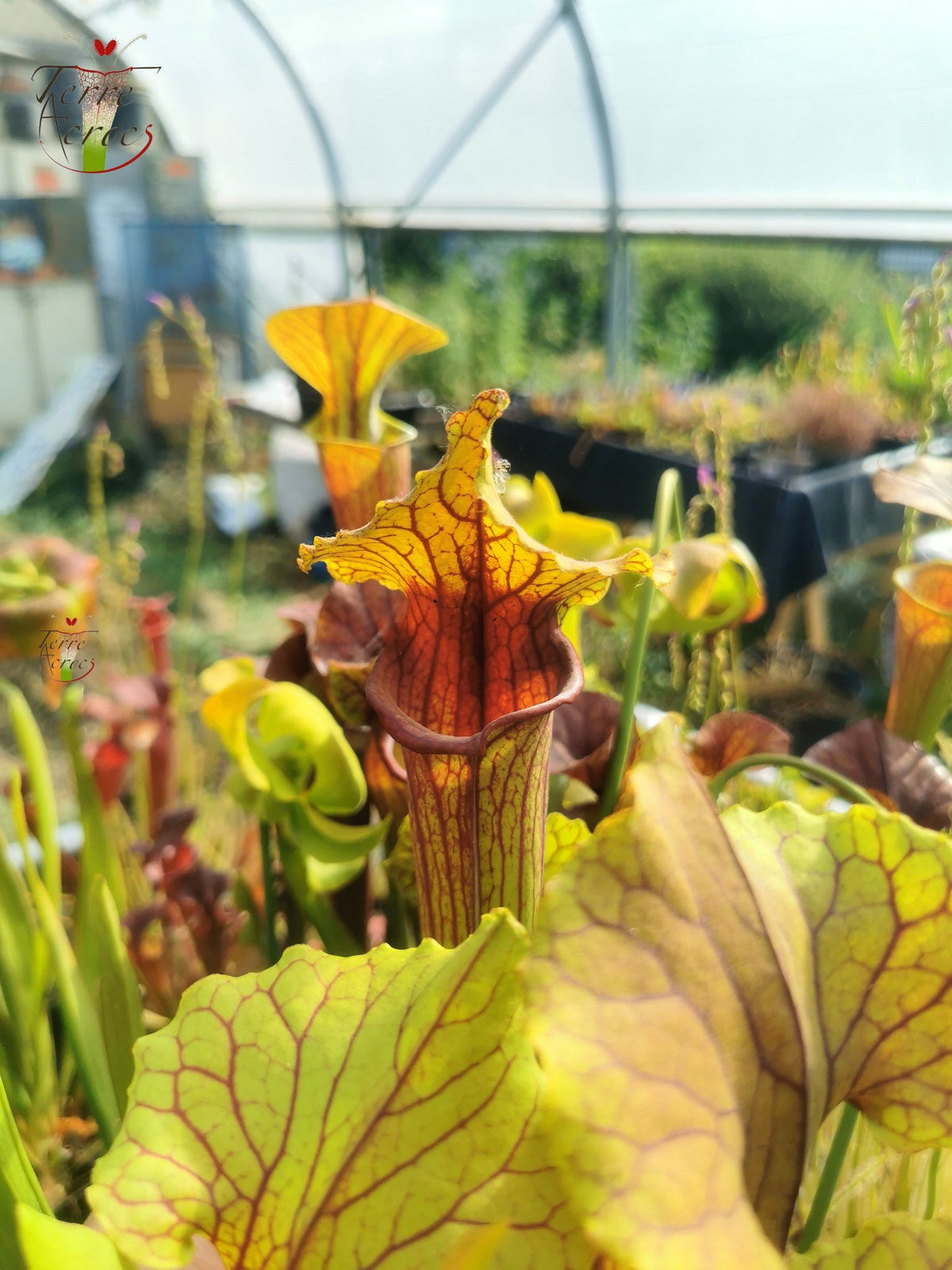 SX22a Sarracenia x "Doom"