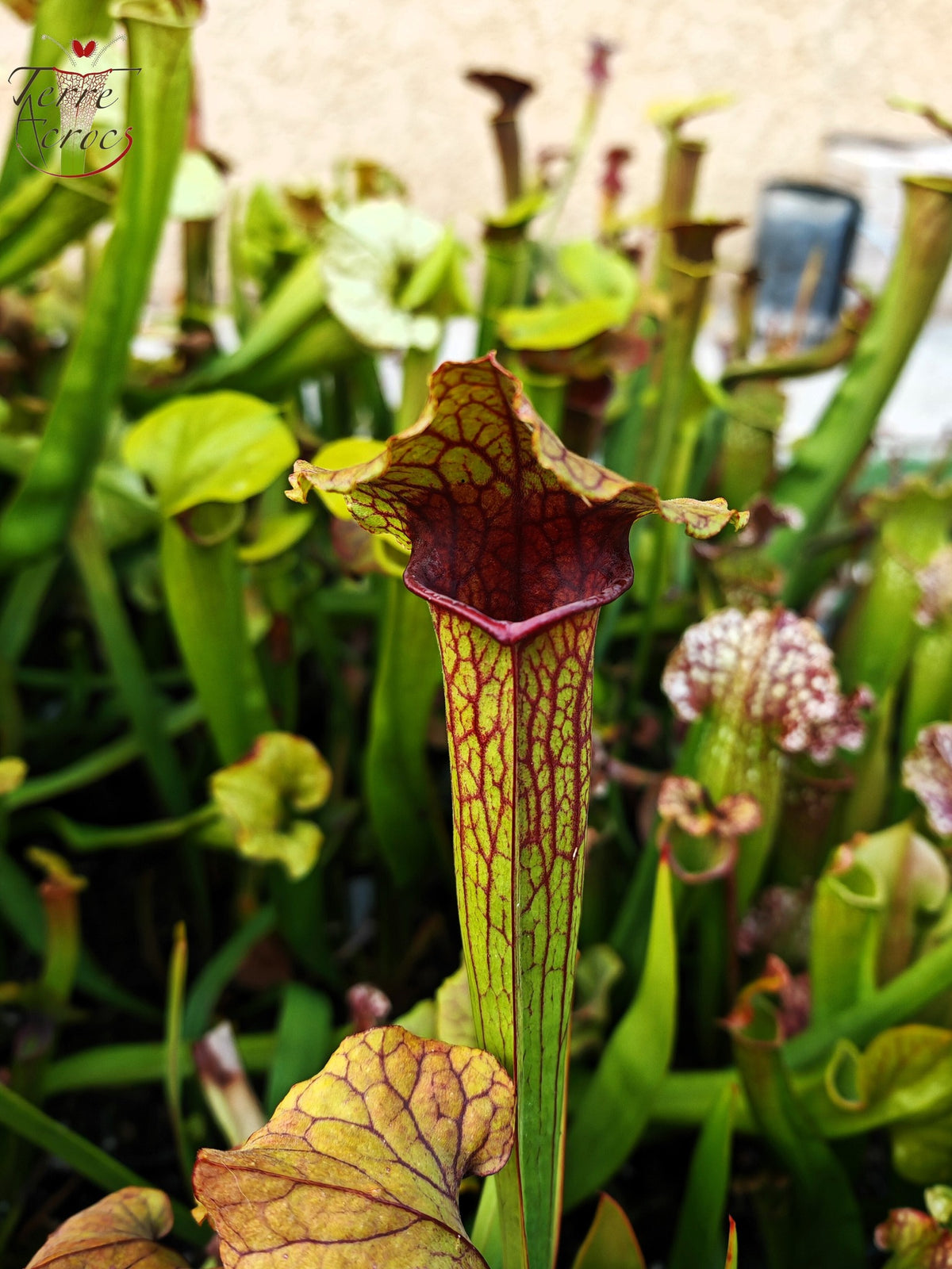 SX22b Sarracenia x (S. flava var. ornata x S. x mitchelliana) (Klon b)