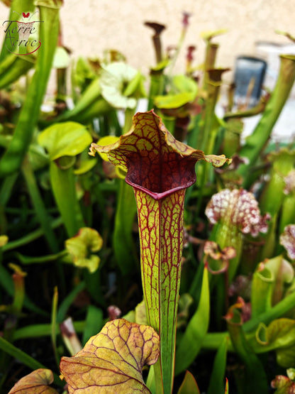 SX22b Sarracenia x (S. flava var. ornata x S. x mitchelliana) (Klon b)