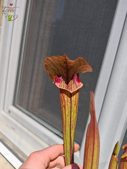 SX22b Sarracenia x (S. flava var. ornata x S. x mitchelliana) (Klon b)