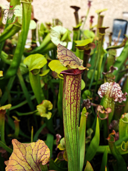 SX22b Sarracenia x (S. flava var. ornata x S. x mitchelliana) (Klon b)