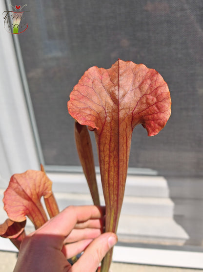 SX22b Sarracenia x (S. flava var. ornata x S. x mitchelliana) (Klon b)