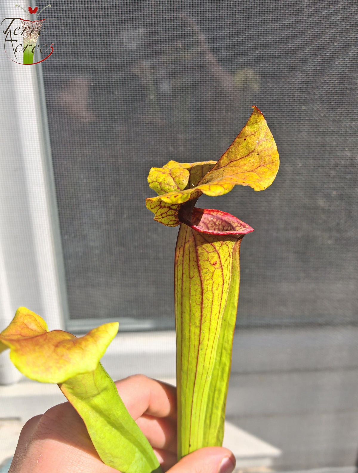 SX22c Sarracenia x (S. flava var. ornata  x S. x mitchelliana)(clone c)