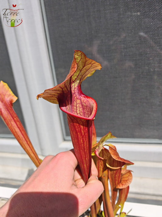 SX22d Sarracenia x (S. flava var. ornata  x S. x mitchelliana)(clone d)