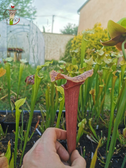 SX22e Sarracenia x (S. flava var. ornata x S. x mitchelliana) clone e