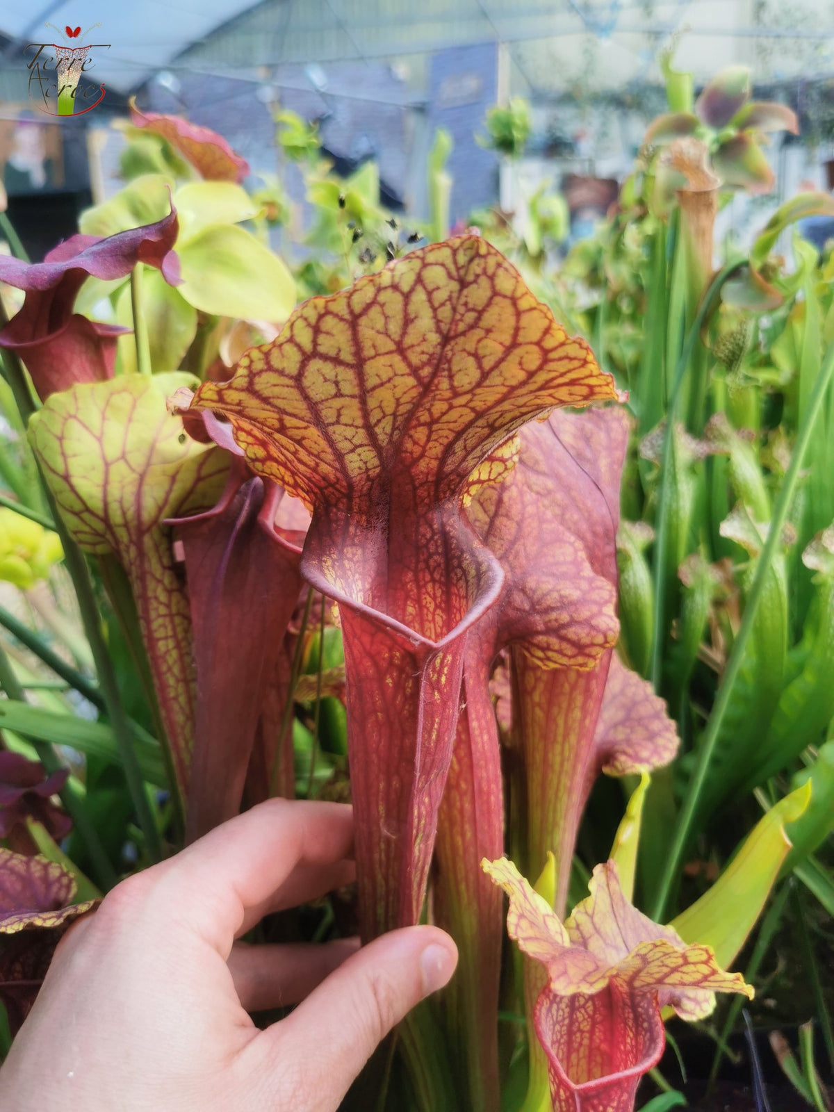 Sarracenia 2025 Samen (SX22f x OP)