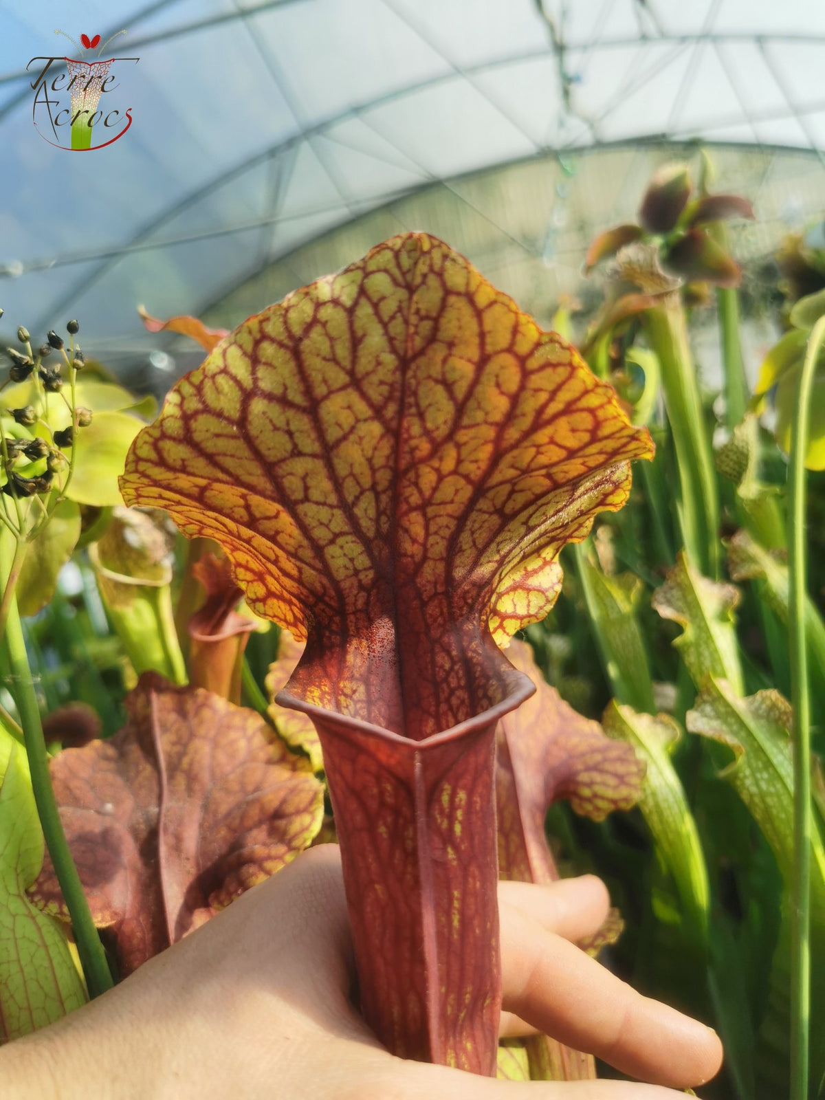Sarracenia 2025 Samen (SX22f x OP)