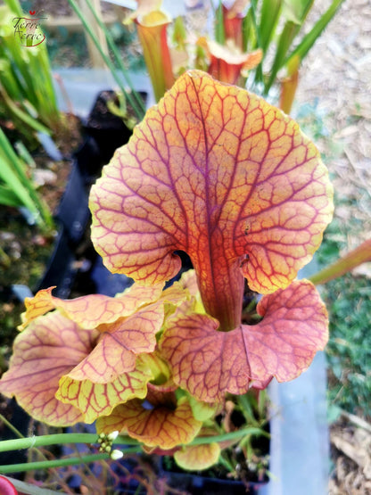 Sarracenia 2025 Samen (SX22f x OP)