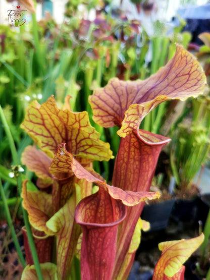 Sarracenia 2025 Samen (SX22f x OP)