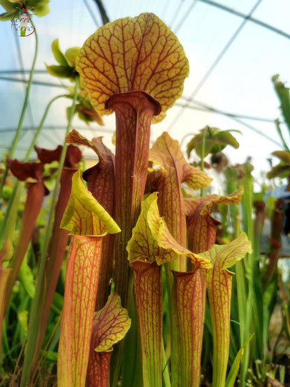 Sarracenia 2025 Samen (SX22f x OP)