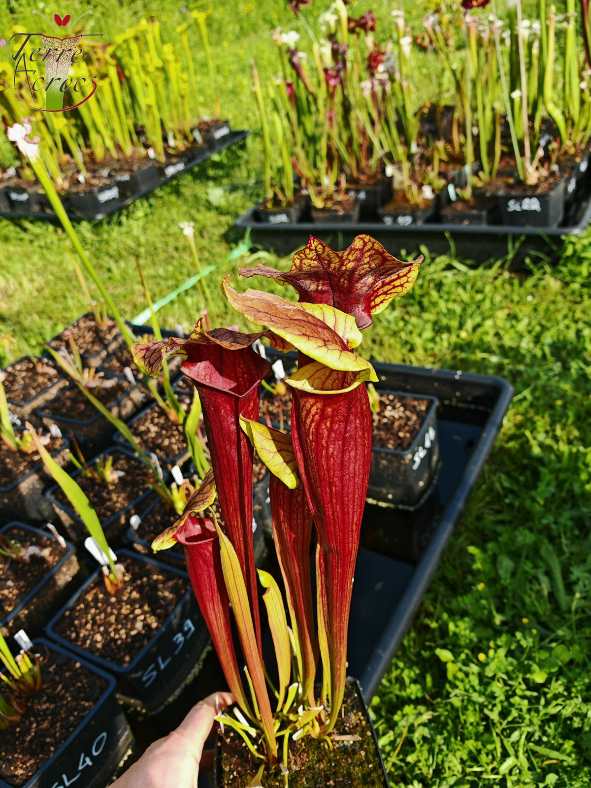 Sarracenia 2025 Samen (SX22f x OP)