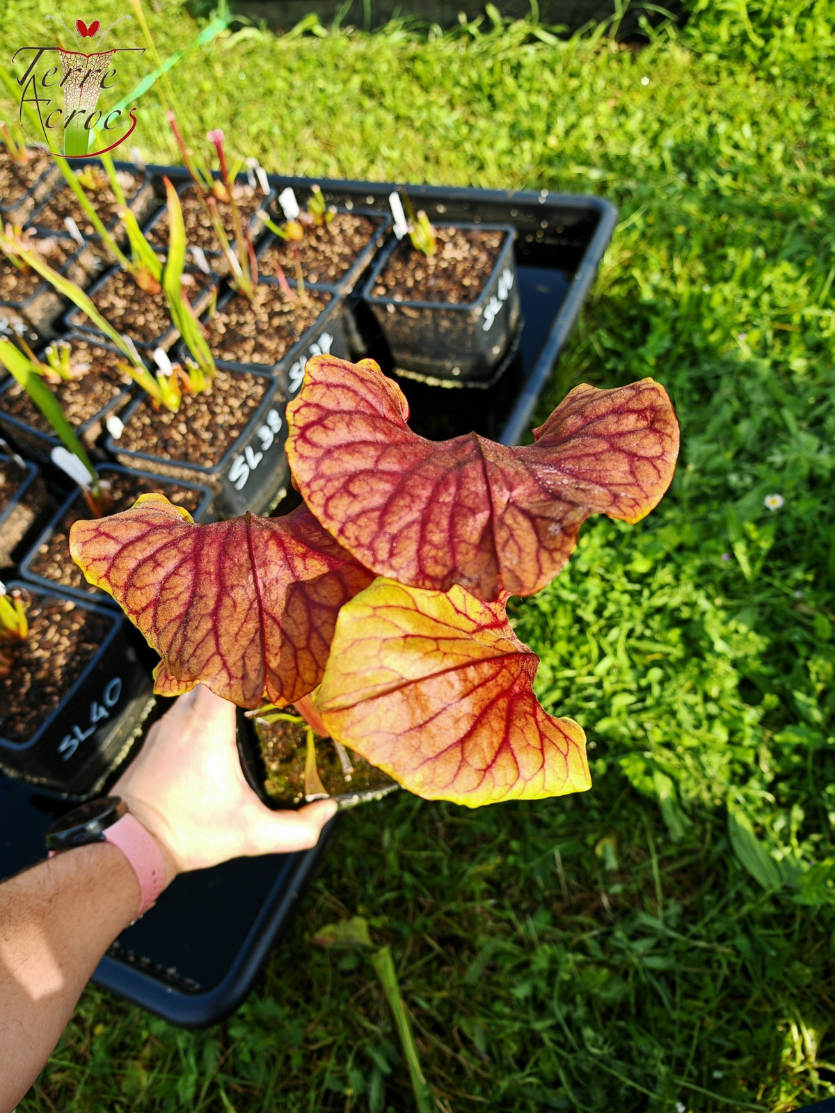 Sarracenia 2025 Samen (SX22f x OP)