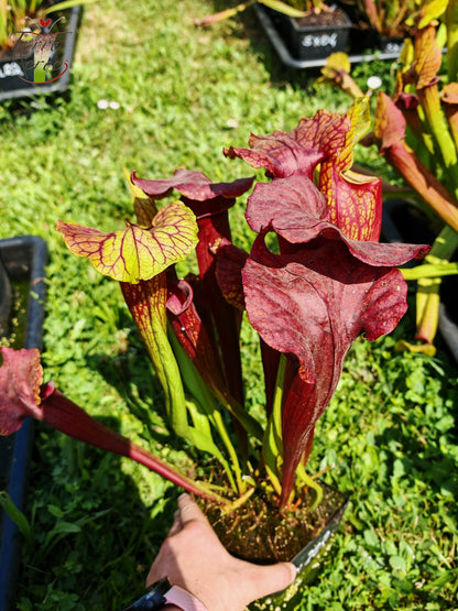 Sarracenia 2025 Samen (SX22f x OP)