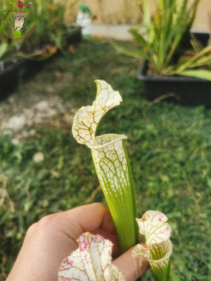 SX24 Sarracenia x (((S. leucophylla × S. oreophila) × S. leucophylla) x Hurricane creek white, seedling. Vigorous, Stefan Lessen)