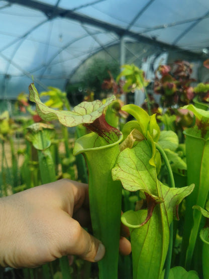 SX25a Sarracenia x „Ellcrys“