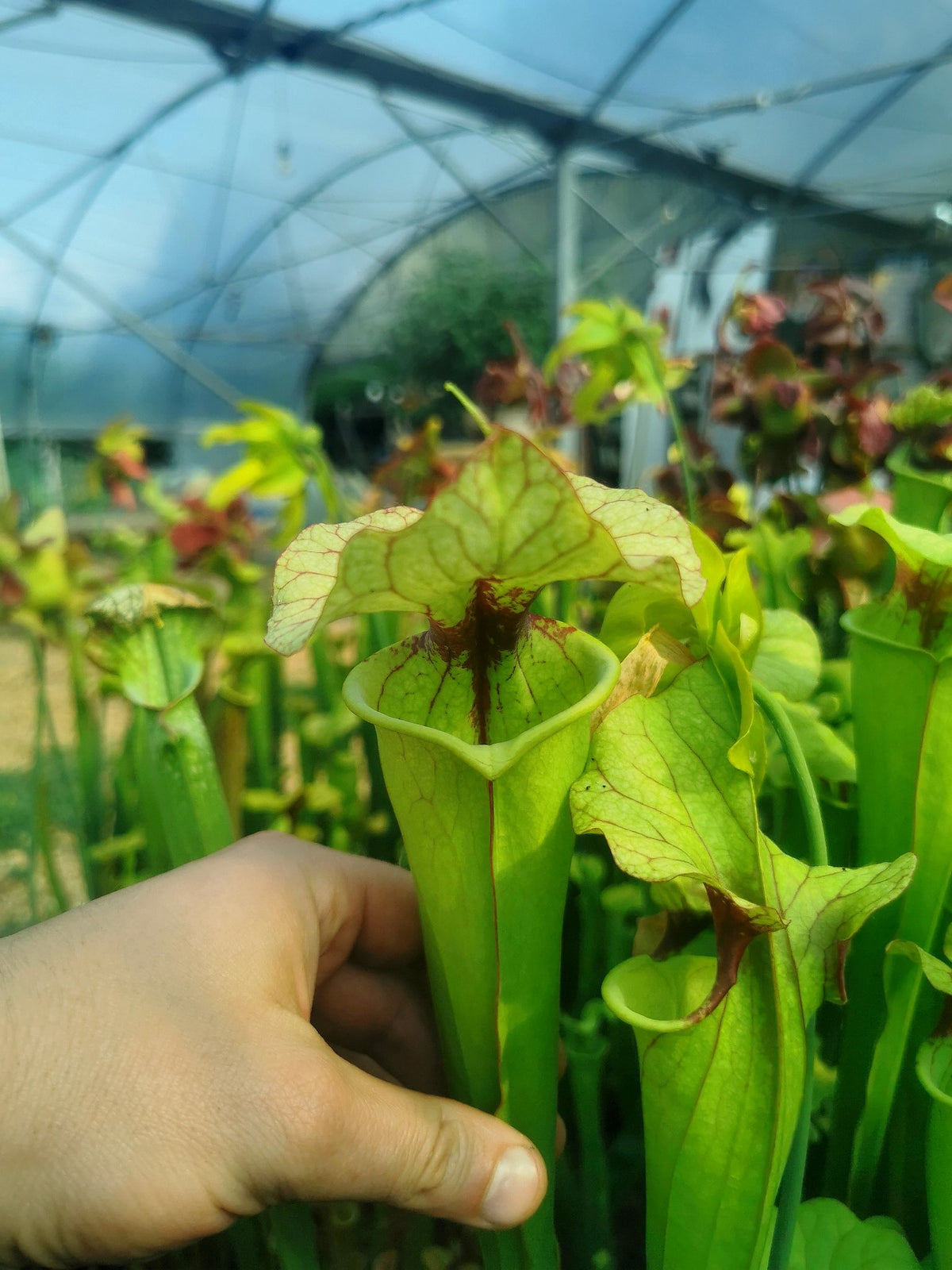 SX25a Sarracenia x „Ellcrys“