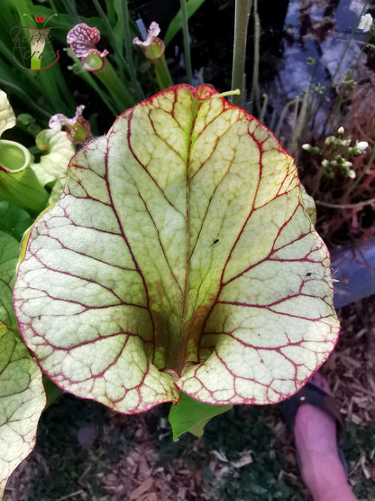 SX25a Sarracenia x „Ellcrys“