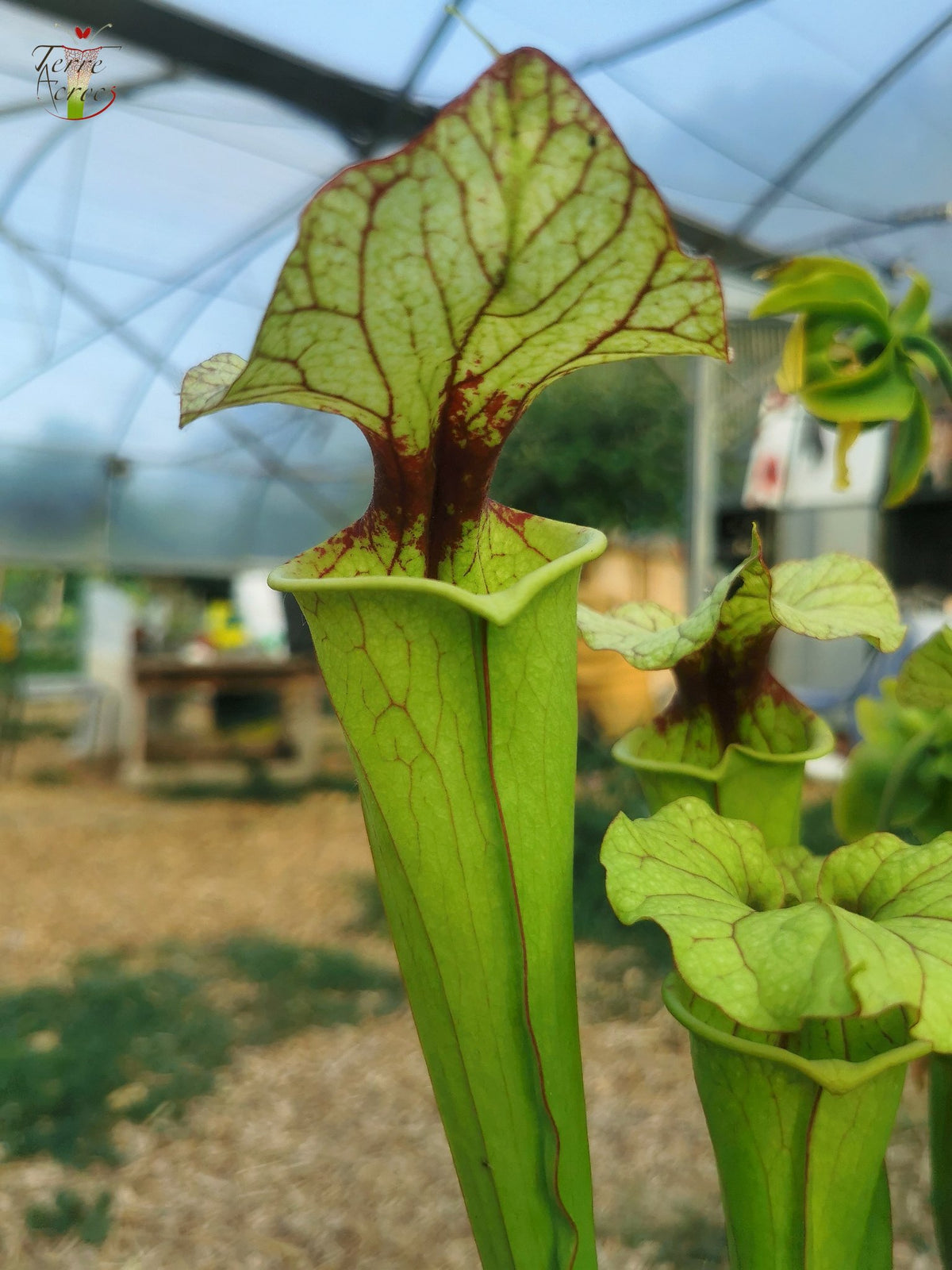 SX25a Sarracenia x „Ellcrys“