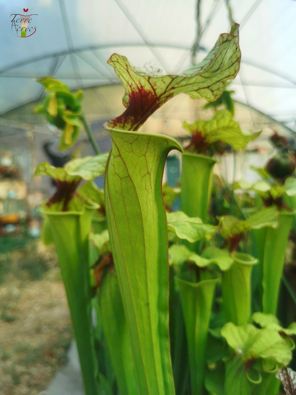 SX25a Sarracenia x „Ellcrys“