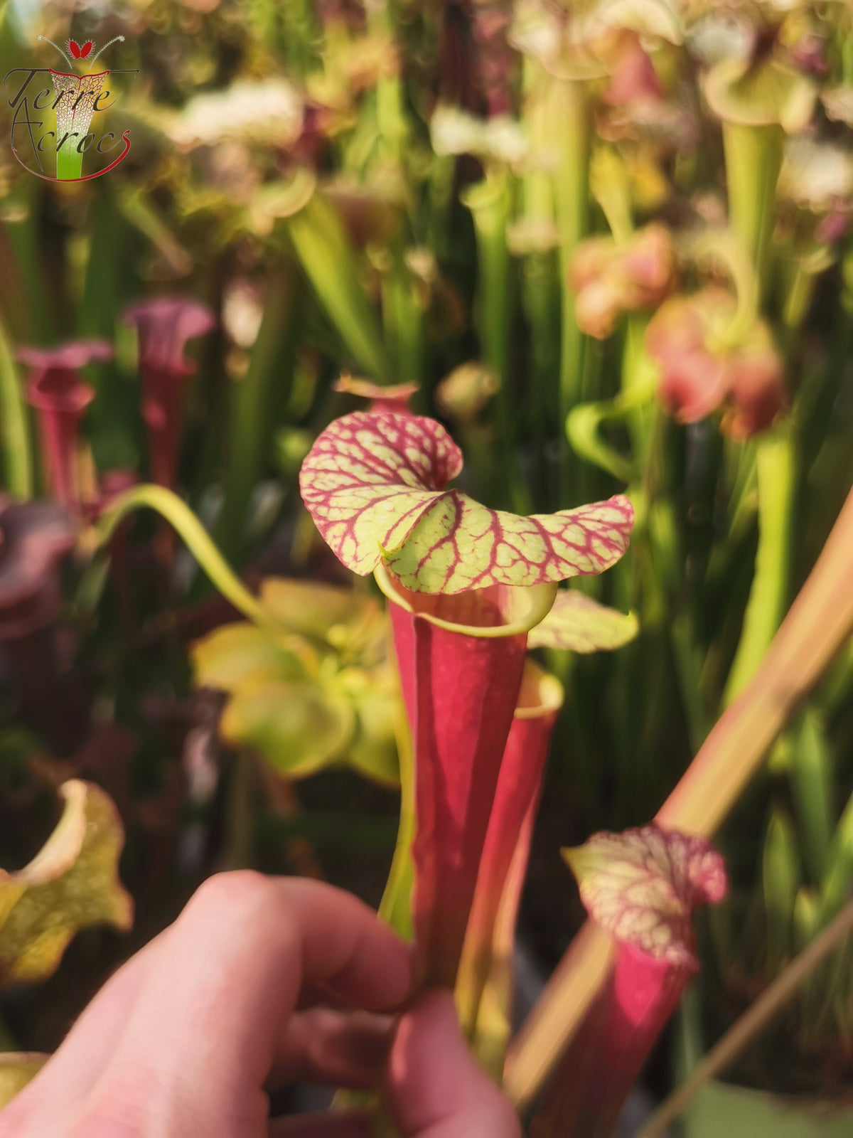 SX25b Sarracenia x "Dionysos"
