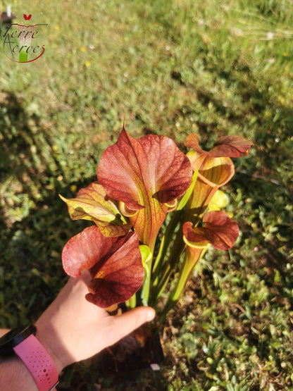 SX25c Sarracenia x ((SX65a, CA) x atropurpurea)(clone c)
