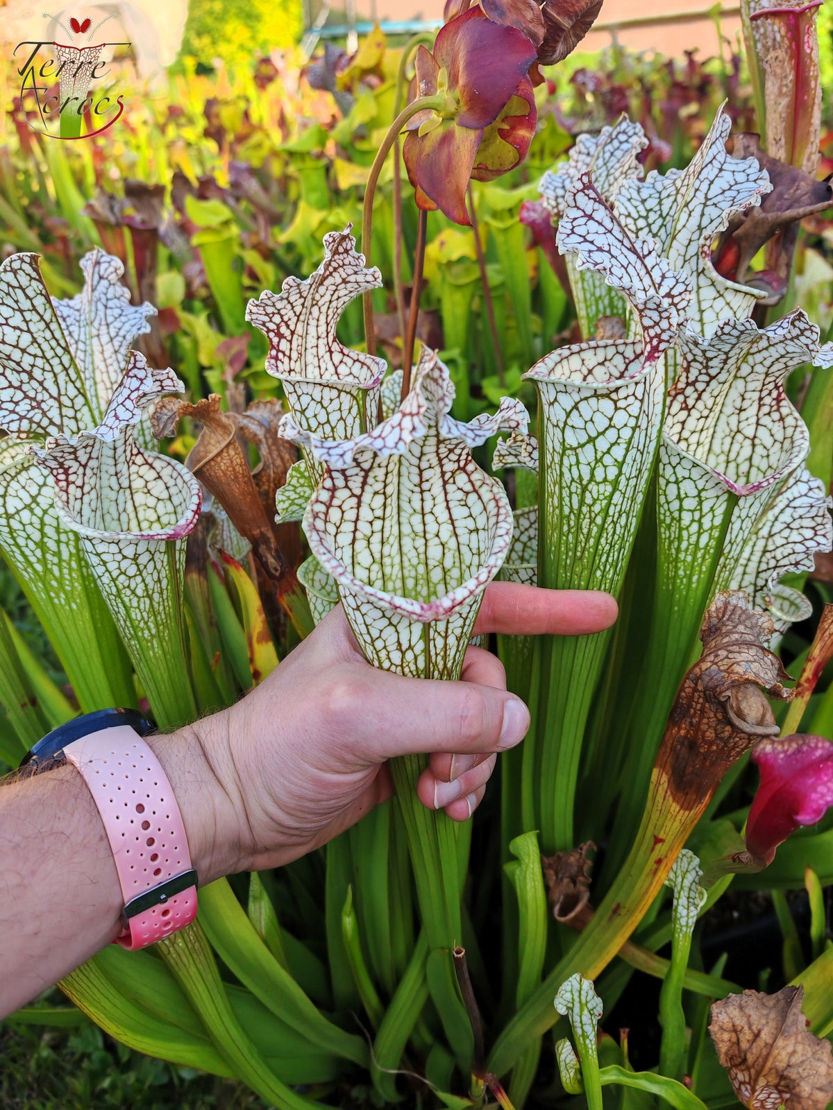 Sarracenia 2025 seeds (SX26a x OP)