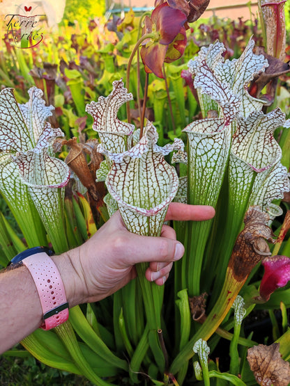 Sarracenia 2025 seeds (SX26a x OP)