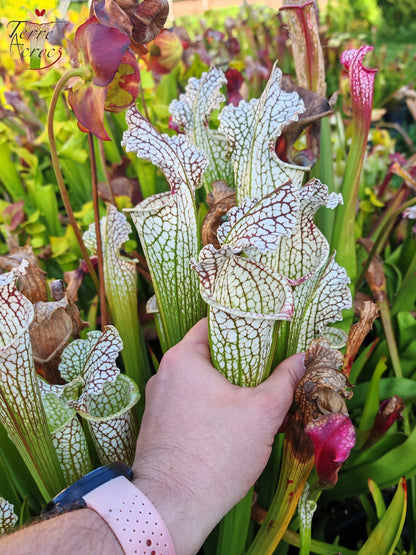 Sarracenia 2025 seeds (SX26a x OP)
