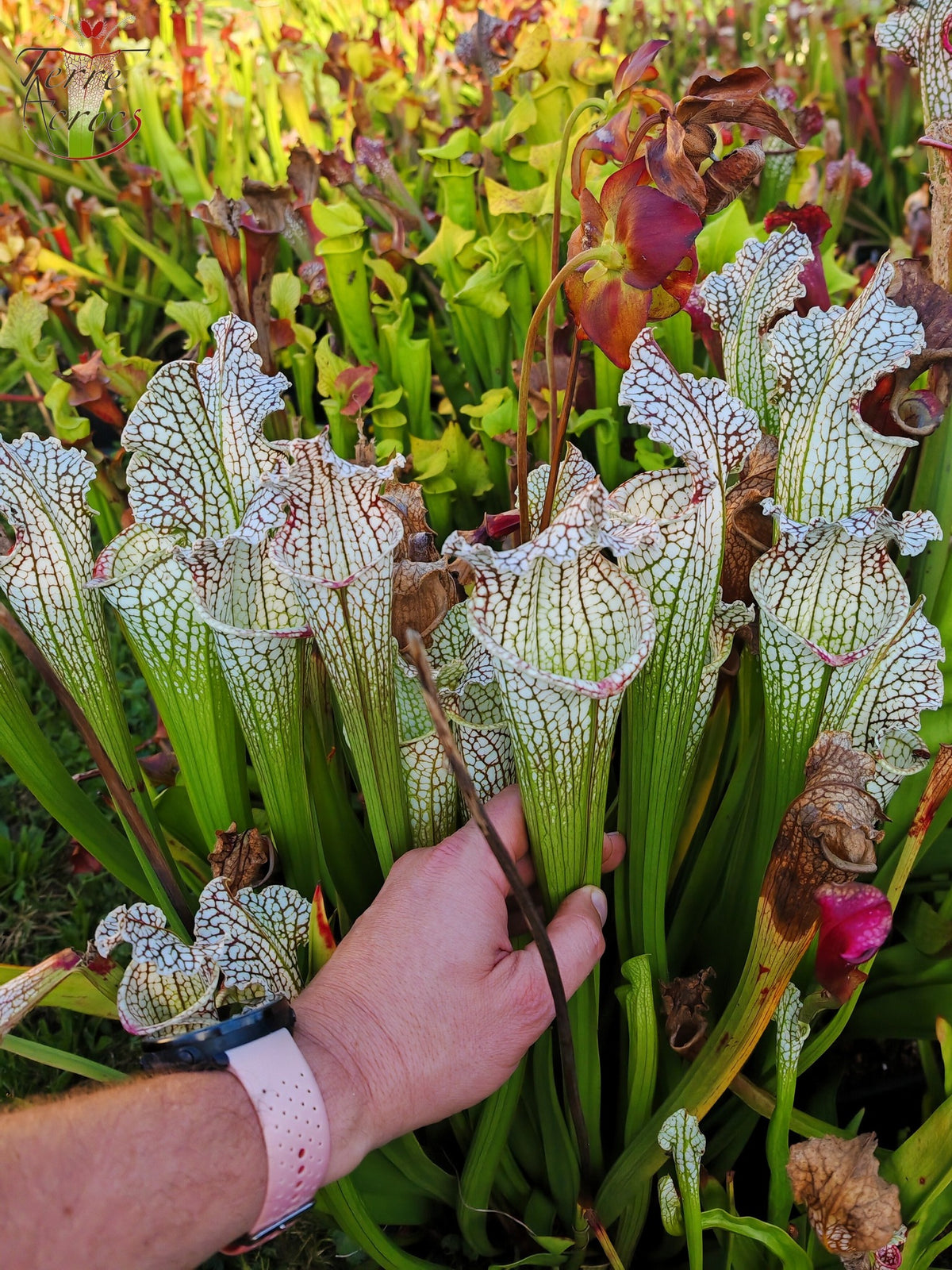 Sarracenia 2025 seeds (SX26a x OP)