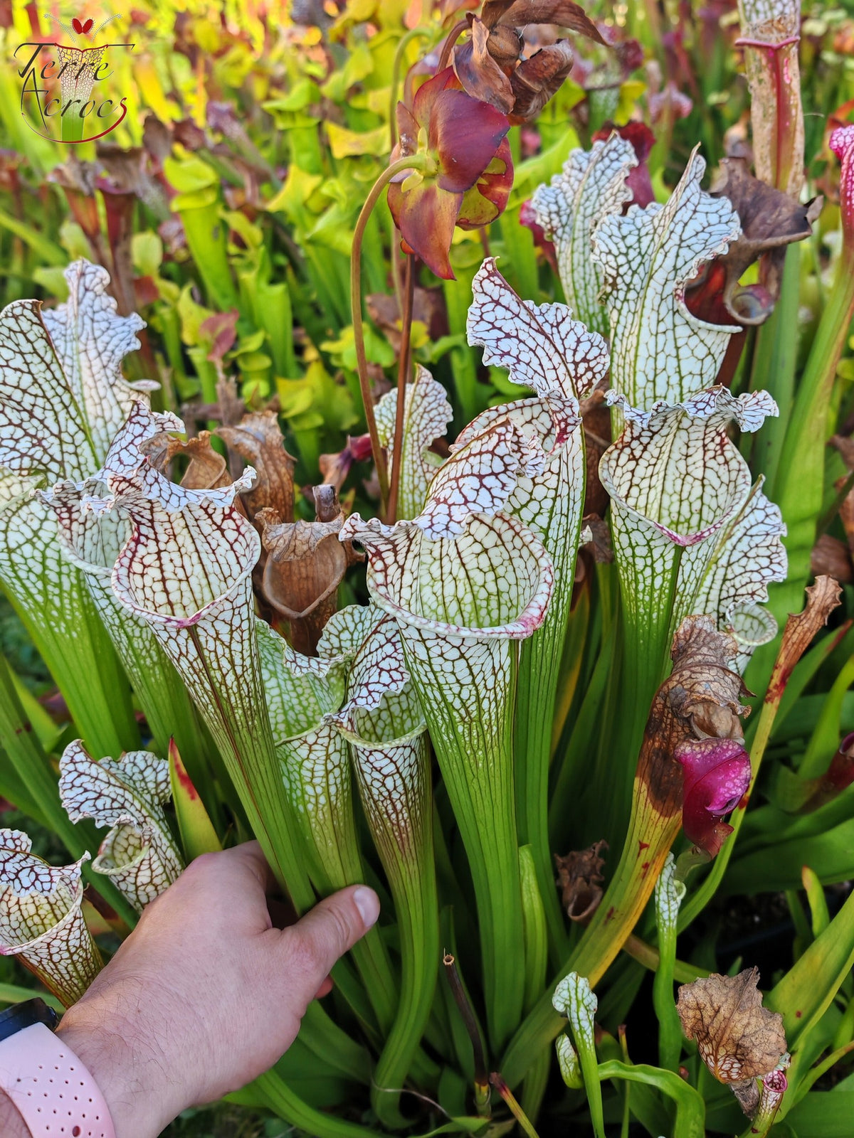 Sarracenia 2025 seeds (SX26a x OP)