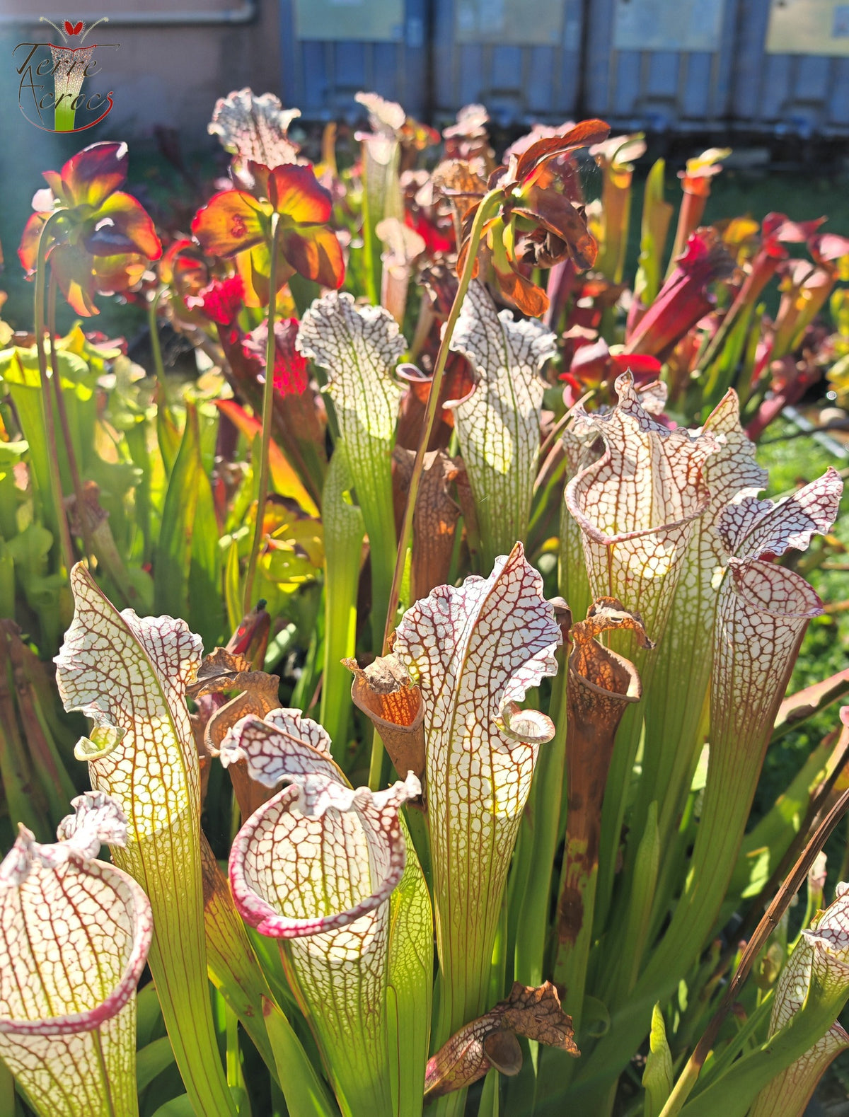 Sarracenia 2025 seeds (SX26a x OP)