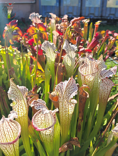 Sarracenia 2025 seeds (SX26a x OP)