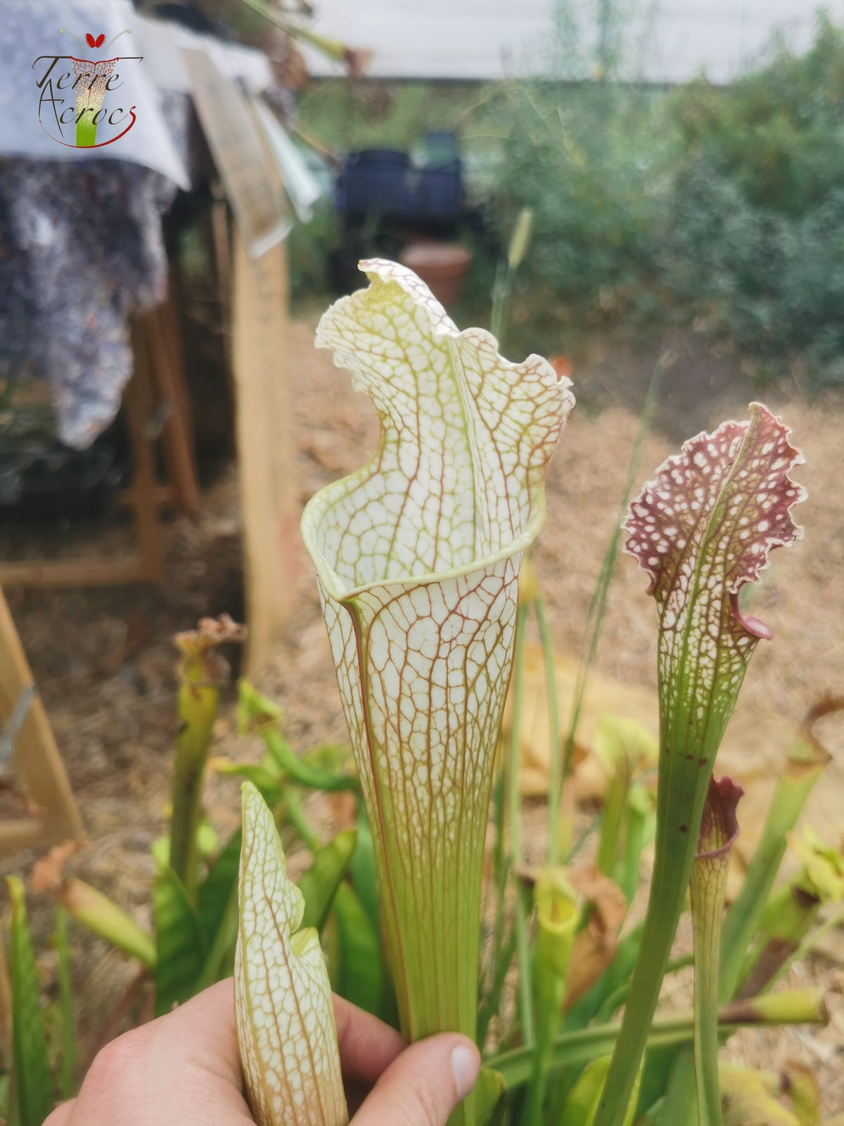 Sarracenia 2025 seeds (SX26a x OP)