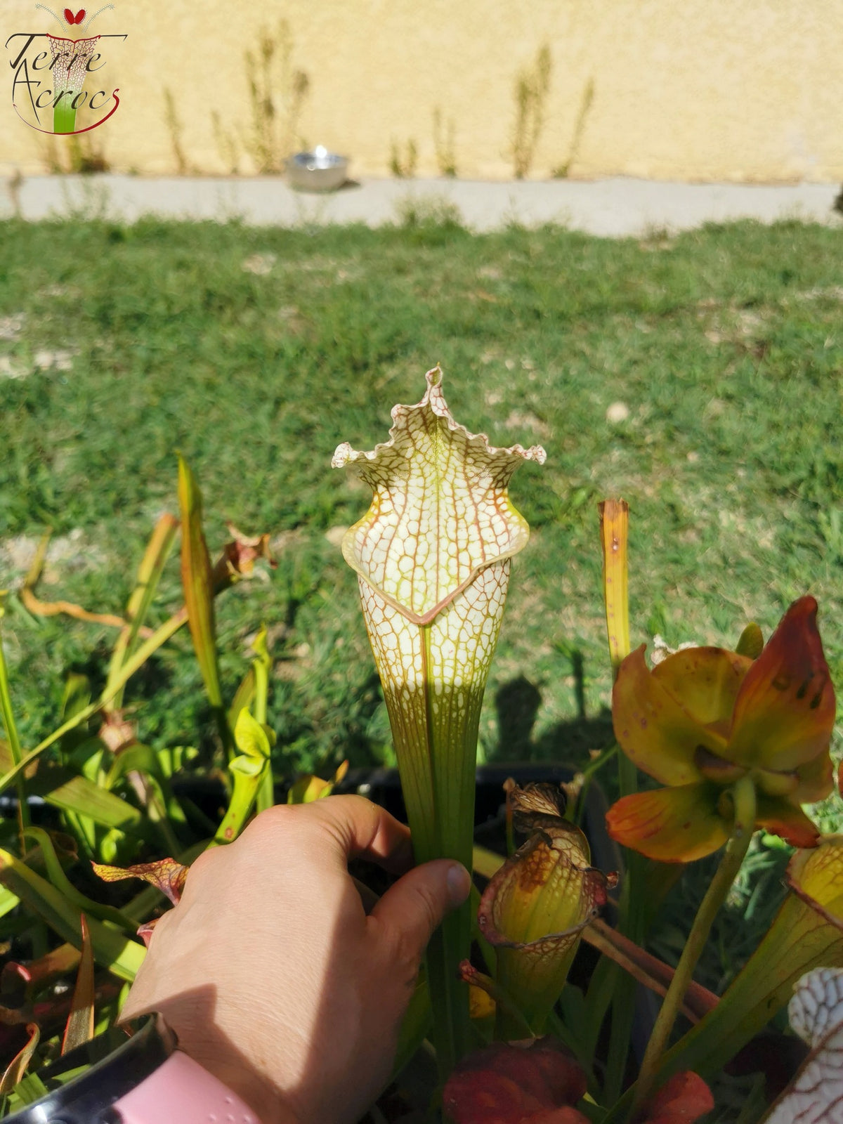 Sarracenia 2025 seeds (SX26a x OP)