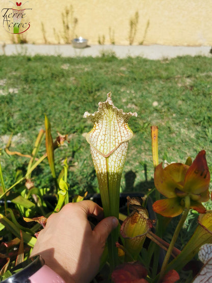 Sarracenia 2025 seeds (SX26a x OP)