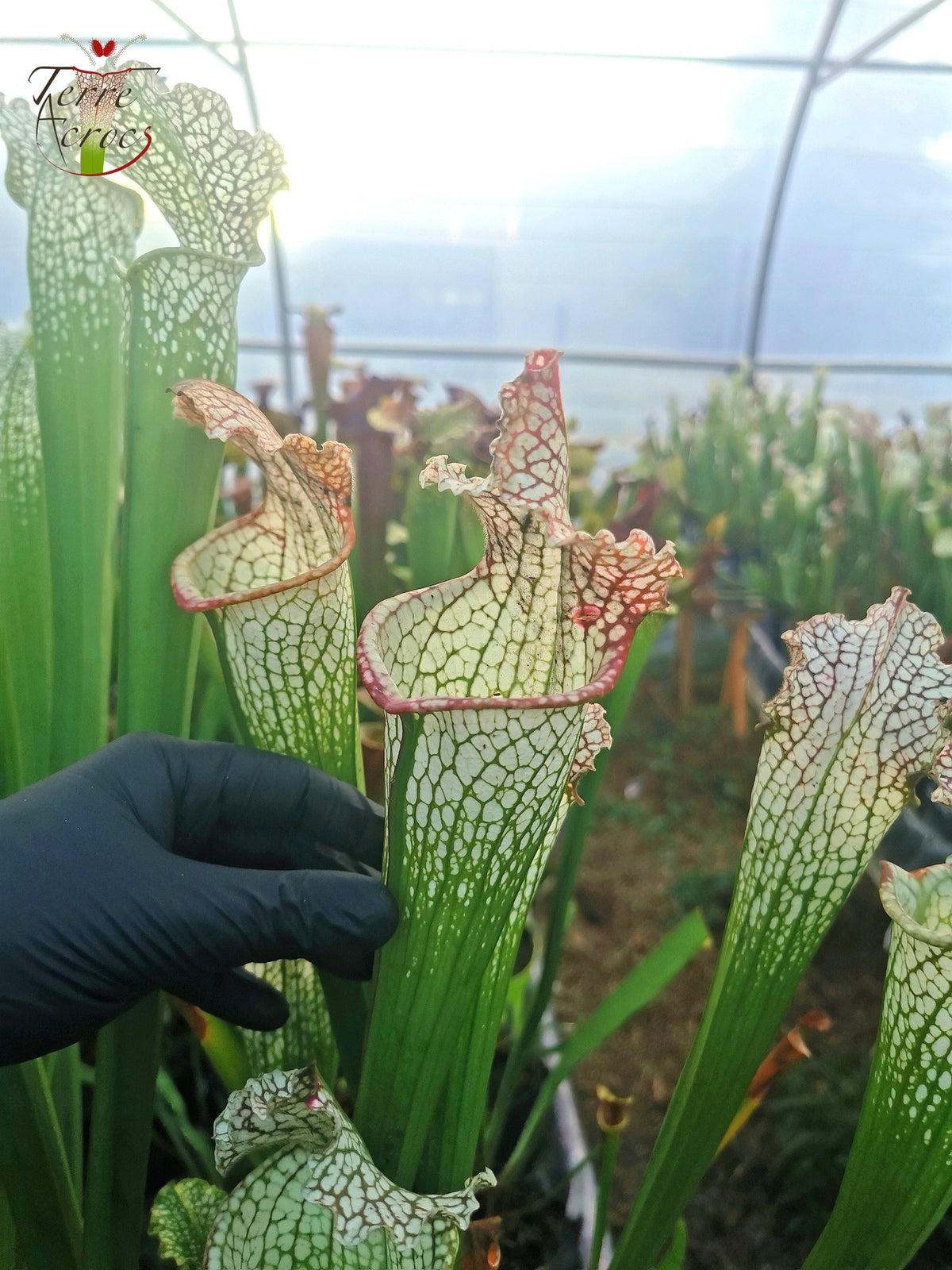 Sarracenia 2025 seeds (SX26a x OP)