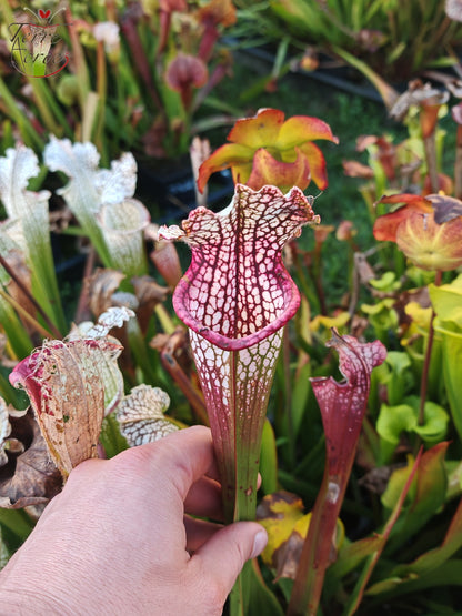 SX26b Sarracenia x (leucophylla x 'Bella') (Klon b)