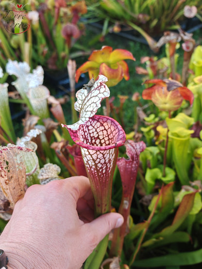 SX26b Sarracenia x (leucophylla x 'Bella') (Klon b)