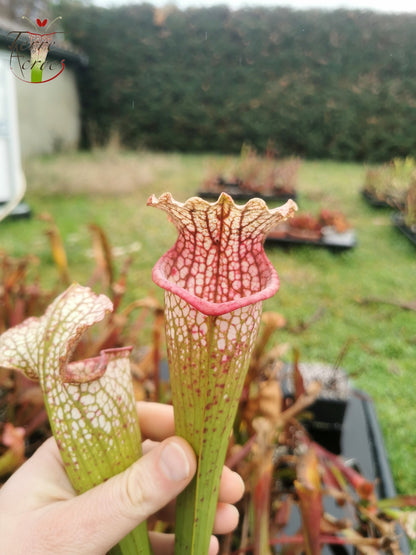 SX26b Sarracenia x (leucophylla x 'Bella') (Klon b)