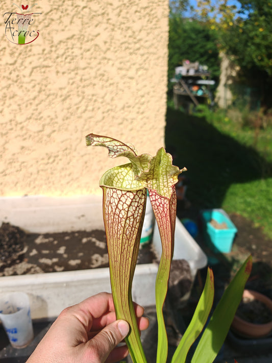 SX26c Sarracenia x (leucophylla x 'Bella') (clone C)